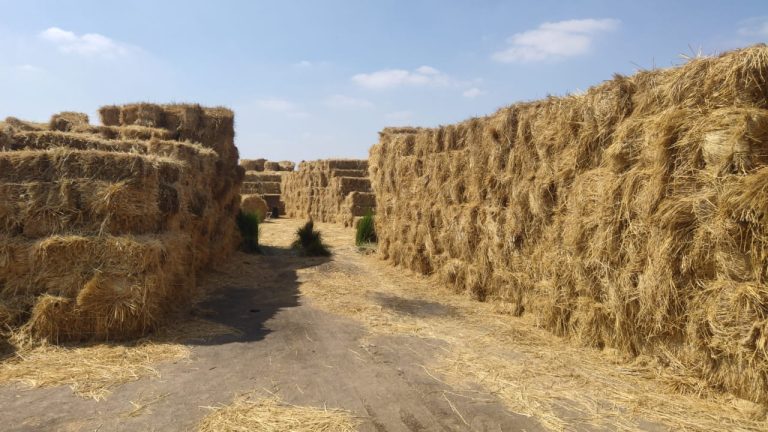 تحويل قش الأرز  إلى ثروة اقتصادية بريف مصر  .. يعاد تدويره  لتصنيع الأسمدة العضوية و زيادة إنتاجية المحاصيل وتحسين خواص التربة الزراعية