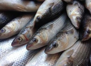 نجاح تفريخ أسماك البوري صناعيًا لأول مرة بمصر .. كيف يخفض تكاليف الاستزراع السمكي؟