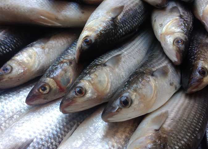 نجاح تفريخ أسماك البوري صناعيًا لأول مرة بمصر .. كيف يخفض تكاليف الاستزراع السمكي؟